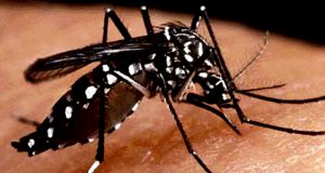 Los casos de dengue en las Americas se quintuplicaron en diez anos
