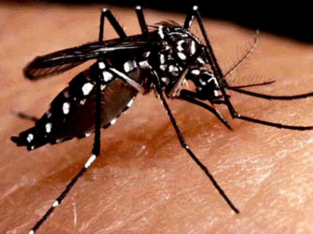 Los casos de dengue en las Americas se quintuplicaron en diez anos