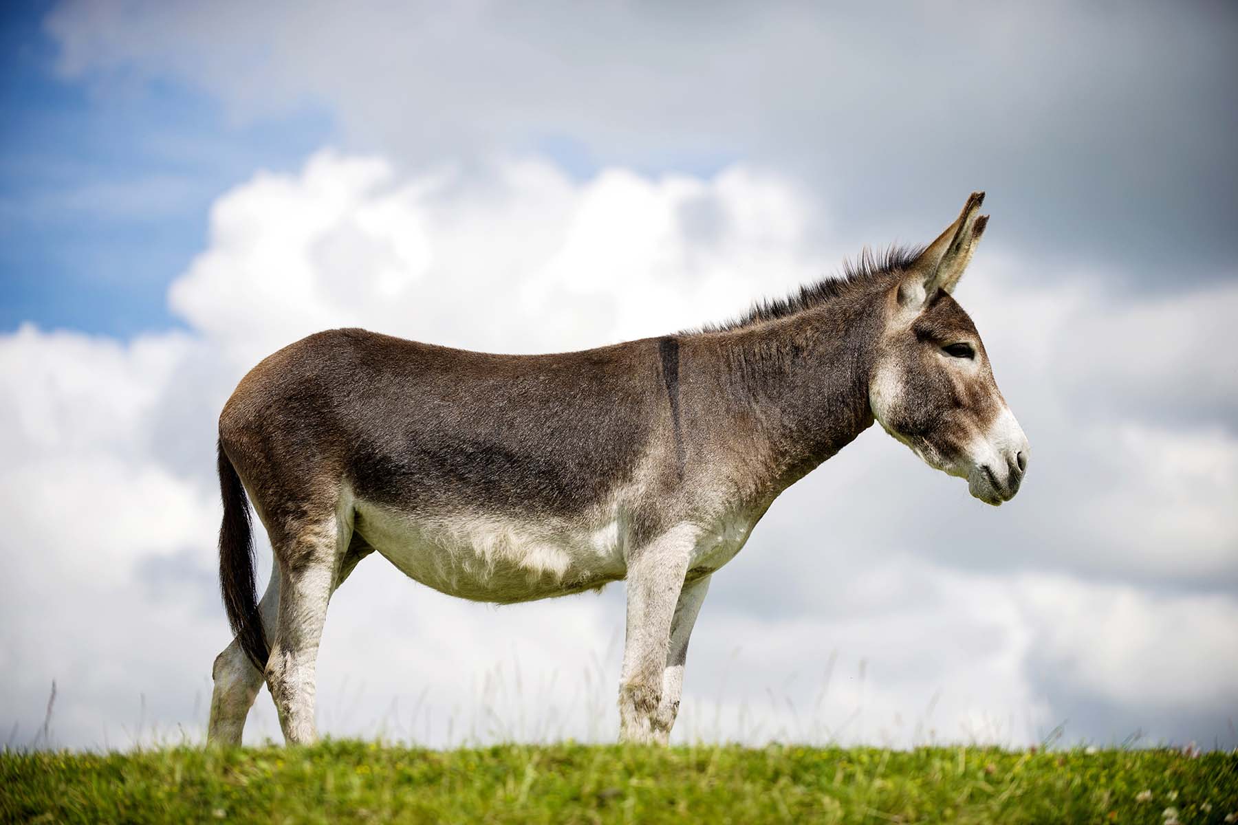 Tres Menores Violaron A Un Burro Subieron El Video A Las Redes Y Los 